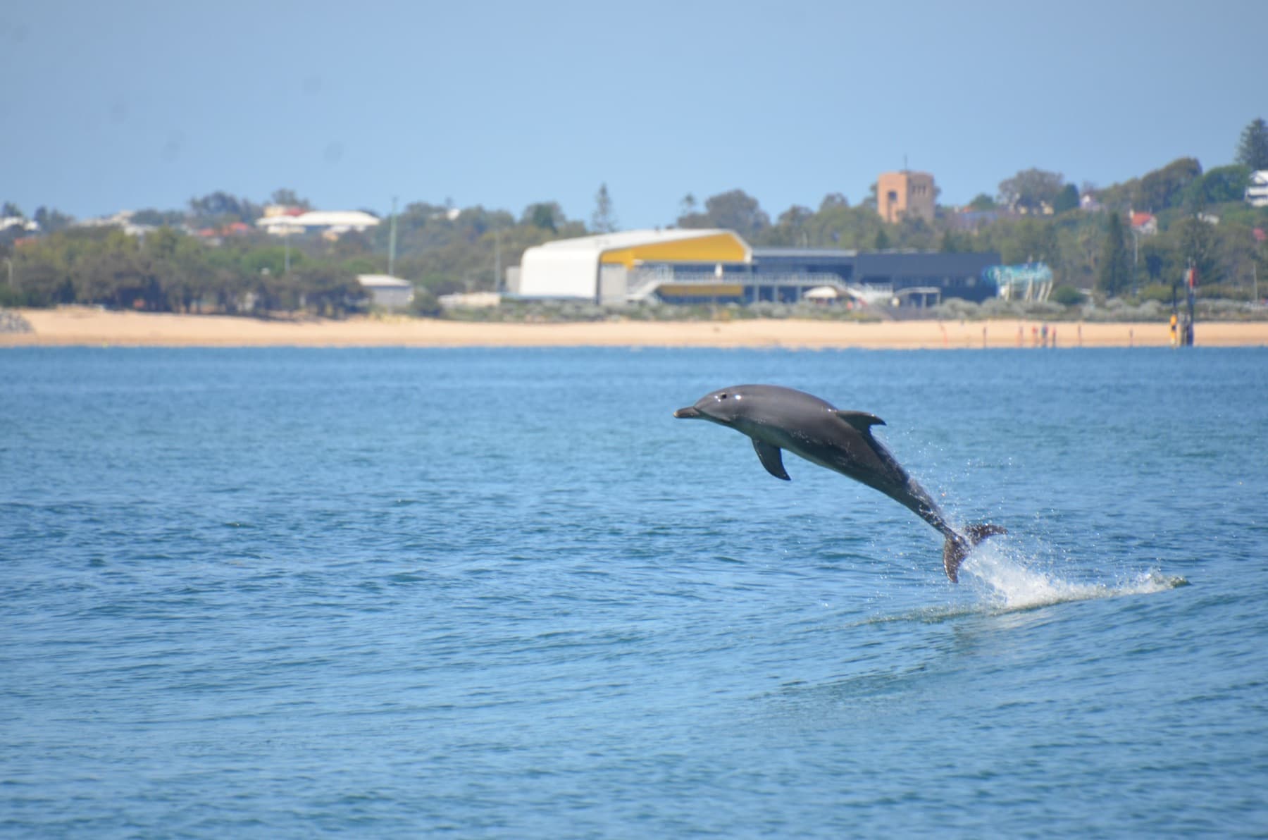 A wild dolphin leaping in Koombana Bay