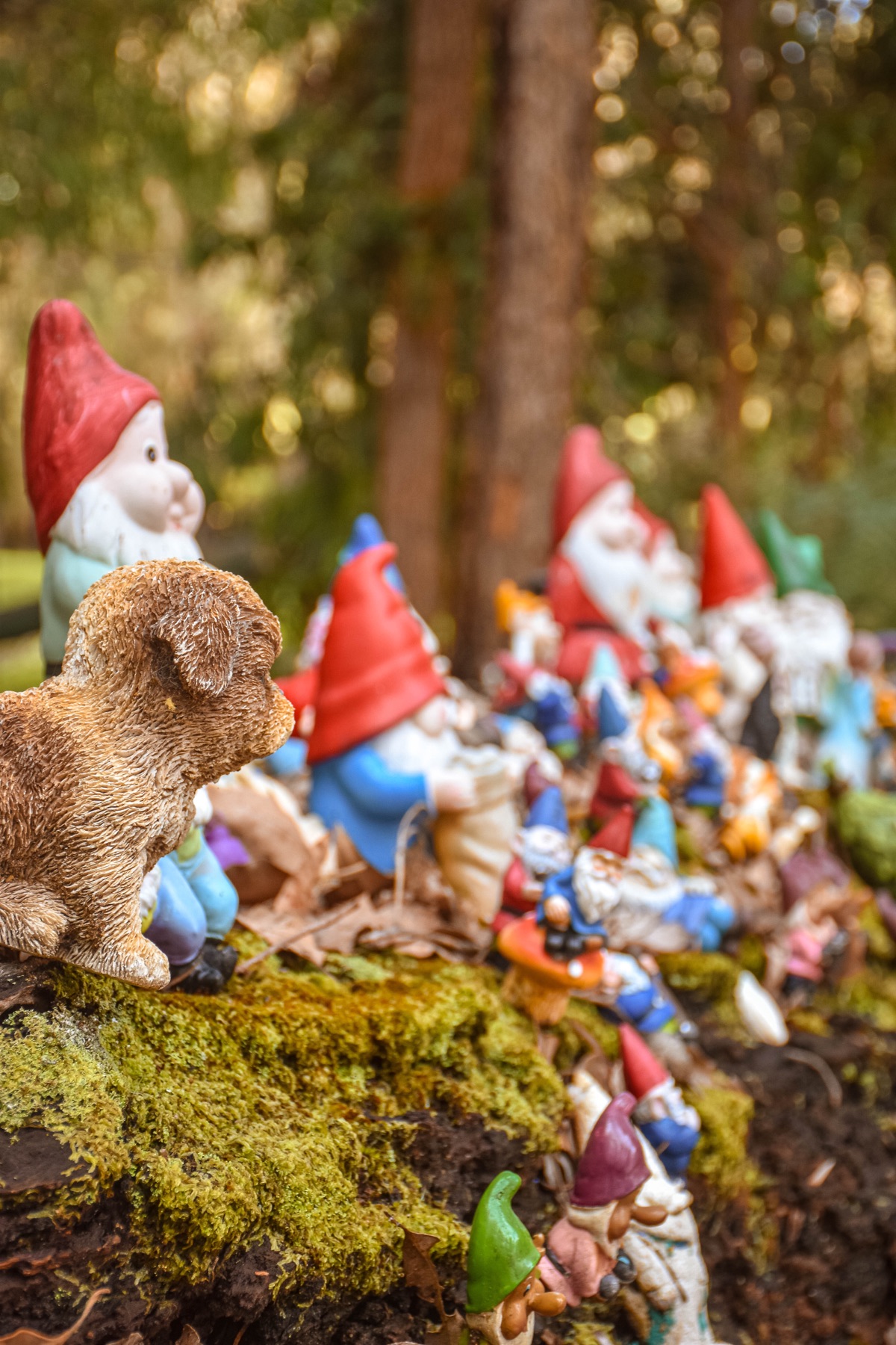 Gnomesville, Ferguson Valley
