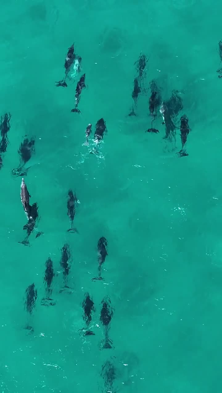 Wild dolphins in Koombana Bay, Bunbury